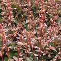 Berberis thunbergii 'Harlequin' feuille